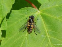 Gemeine Sumpfschwebfliege (Helophilus pendulus)